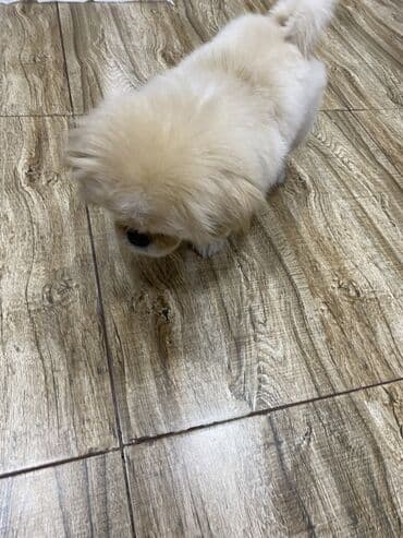 pekines itler: Pekines — 1