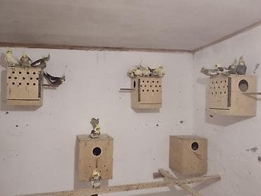 qefes: Korella topdan 20 ededdir. ədədi 25 AZN dən. qefesler yuvalar dən — 1