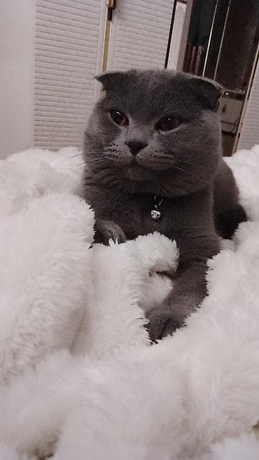 pişiyler: Şotland yastı qulaq, Erkək, Cütləşmə üçün — 1