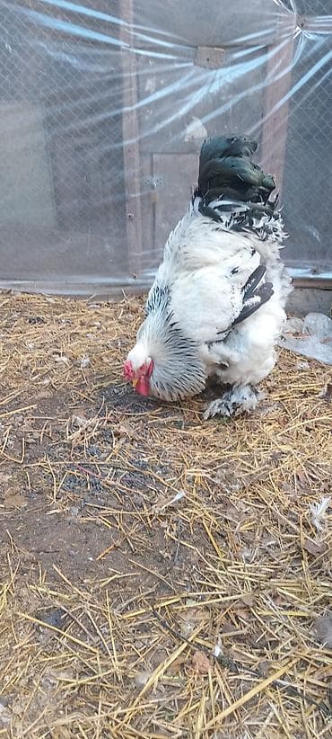 Məhsul: Brahma cinsi xoruz. 150 m Təsvir: - İri gövdəli, güclü lalafo.az -da Məhsul: Brahma cinsi xoruz. 150 m Təsvir: - İri gövdəli, güclü