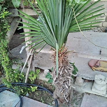 agac satiram: Yelpək yarpaqlı palma ağacı – Trachycarpus fortunei (Həştərxan/Çin — 2
