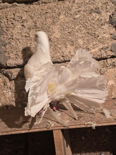 goyercin satışı: Ağ rəngli fantail göyərçin - Növ: Fantail (yelpik quyruqlu dekorativ — 7