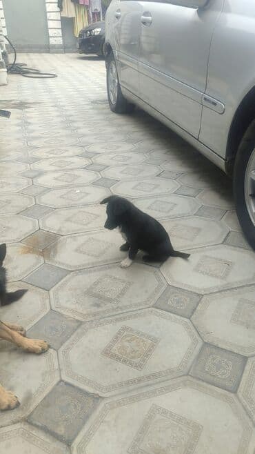 цены на собак: С прививками — 4