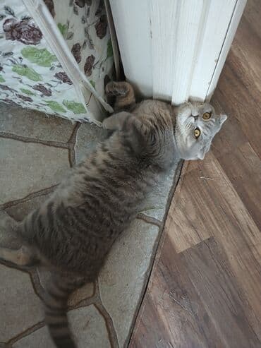 pişik cütleşdirmek: Şotland yastı qulaq, Erkək, Cütləşmə üçün — 5