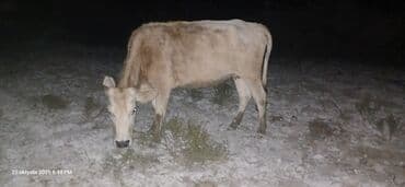 ineklerin satisi: Самка, лет: 4, 230 кг, Для молока, Самовывоз — 1