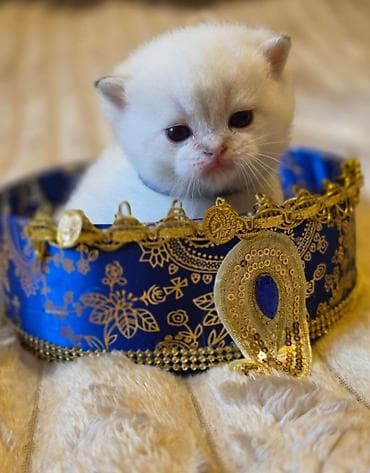 pulsuz pişiy: Britan, Pulsuz çatdırılma — 1