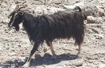 Dişi, il: 3, Damazlıq, Südlük, Ünvandan götürmə — 4