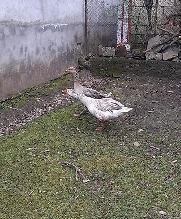 Bir cüt erkəy və dişi saçaqlı qaz satılır yumurtamaq istəyir çox gözəl