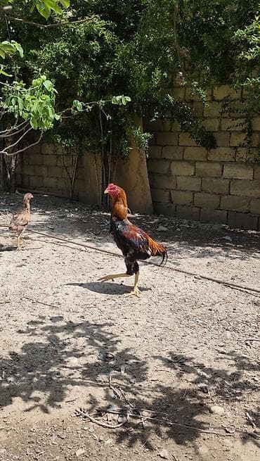 hinduşka balası satışı: Salam.6 yawinda 800 manata damazliq alinan Özbəkistan dan gelme — 5
