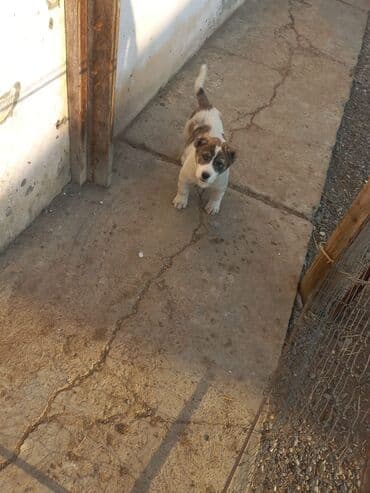 suda yasayan heyvanlar haqqinda melumat: Qurdbasar, 11 ay, Erkek, Peyvəndli, Ödənişli çatdırılma — 3