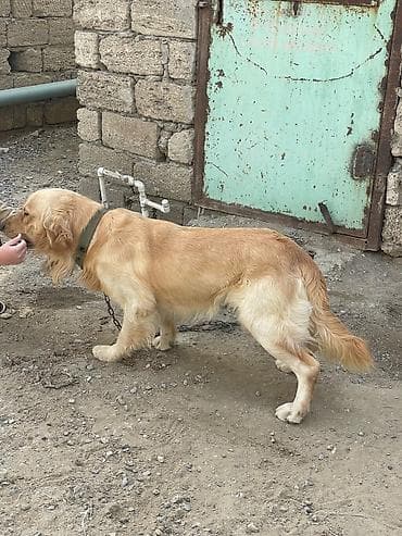 gəlincik heyvan: Retriever, Erkek — 3