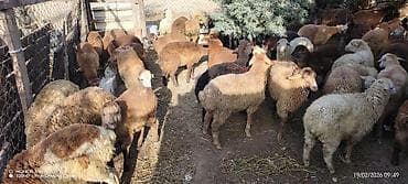 K/t heyvanları üçün mallar: Satış üçün qoyun sürüsü - Növ: qarışıq yerli cinslər (xallı — 3