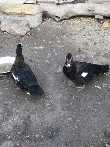 azərbaycan pişik adları: Zumrud Ördey fereler 35. Xoruzu 50 manat - Rənglər: əsasən — 1