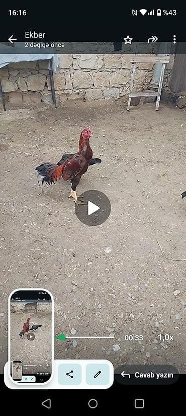 şana xoruz: 11aylqd tam sağlam heyvanf — 1