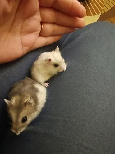 Gəmiricilər: Hamsterlər – cırtdan növ (cütdən və ya ayrı-ayrılıqda) 30 ədətdi - — 7