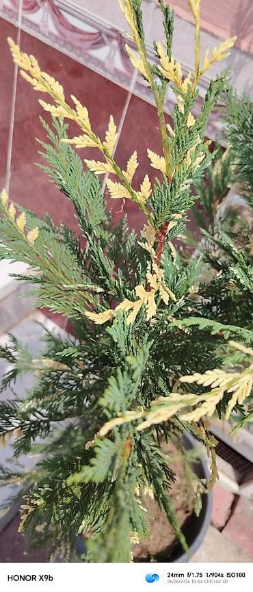 Деревья: Thuja (ardıcvari) dekorativ iynəyarpaq kolu – qablarda yetişdirilmiş — 2