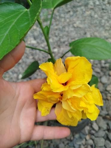 şanagüllə bitkisi: Hibiskus (Çin qızılgülü) saksı bitkisi - Parlaq qırmızı, iri və — 3