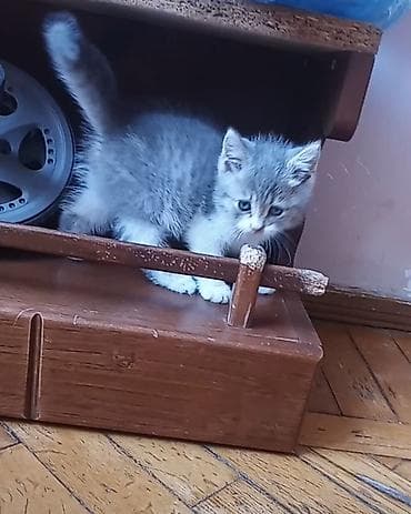heyvan: Бесплатно пристраивается котенок-девочка. Возраст 2 месяца, дымчатого — 7