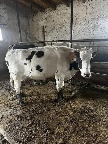 südlük inək cinsləri: Süd inəkləri– müxtəlif rəng çeşidləri (qara-ağ, qəhvəyi-ağ, tam qara) — 7