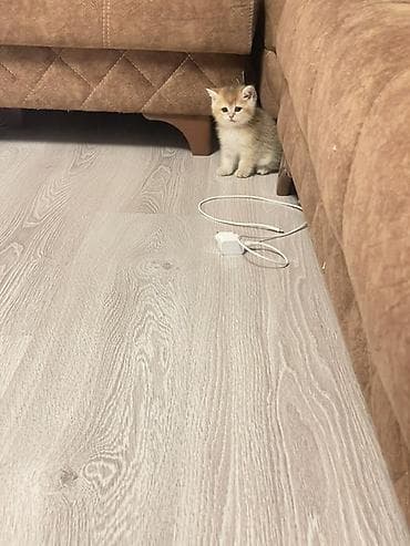 pisik satanlar: Şinşilla, Dişi — 6