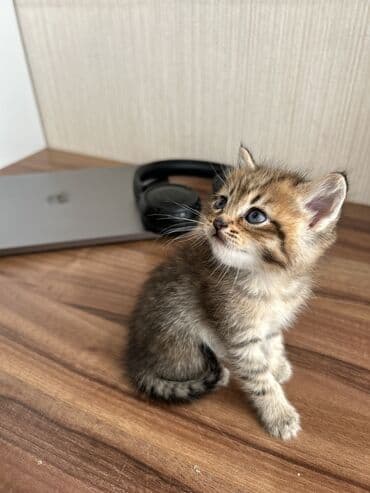 Lüğətlər: Şinşilla — 2