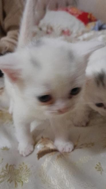 Erkək, Dişi, Yaxşı əllərə, Ünvandan götürmə, Pulsuz çatdırılma, Ödənişli çatdırılma