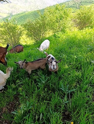 heyvan bazari keci: Alpin keçilərin balaları satılır 1 aylıqdı təmiz qan Alpin erkəkdi — 3