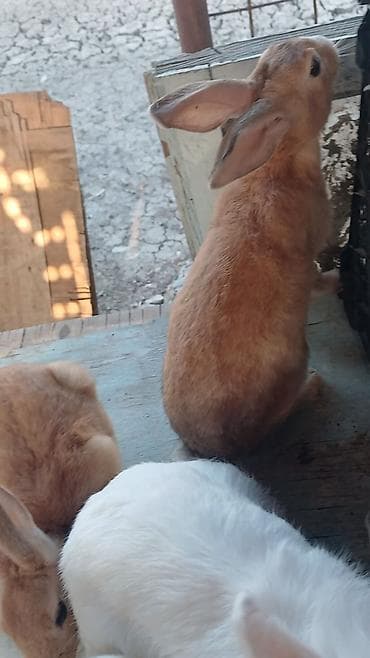 ereb ati satilir: Salam. 4 ədəd dovsan satılır. Ağ rəng mavi göz olan-30m. Ağ rəng üstü — 4