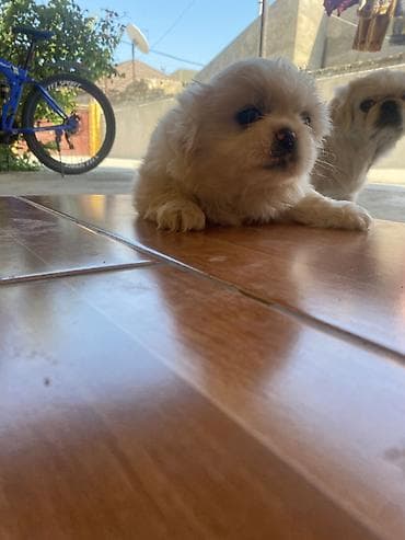 heyvanlar: Pekines, 1 ay, Dişi — 4