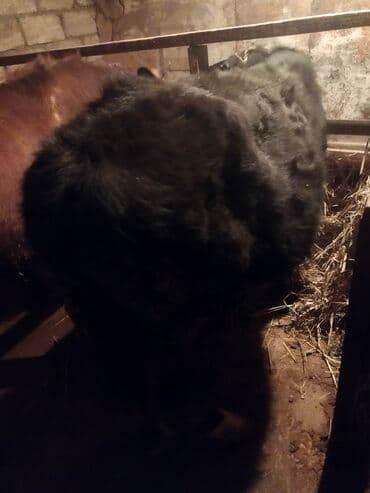 buzov satisi: Dana, buzov, Erkək, ay: 1, 100 kq, Ətlik, Ünvandan götürmə — 5