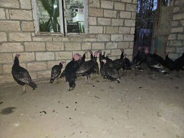 lal ordek haqqinda melumat: Hinduşka Cəmi 22 ədəddir. 9 u 6 aylıq yerli sortdur çəkisi 3-5 kg — 3