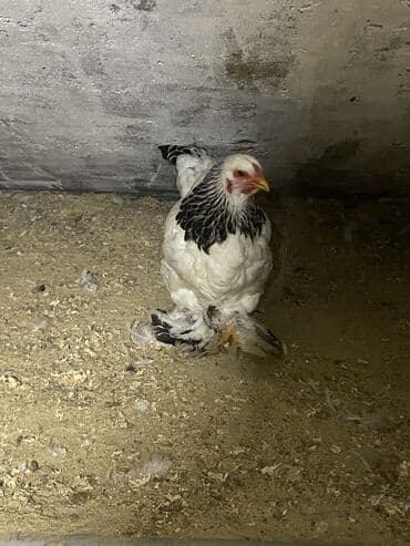 toyuqlar: Toyuq, Damazlıq, Ödənişli çatdırılma — 8