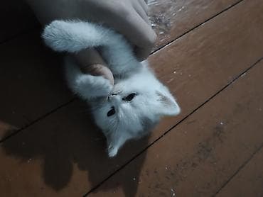 qara afcarka satilir: Erkək, Dişi, Yaxşı əllərə, Ünvandan götürmə, Ödənişli çatdırılma — 7