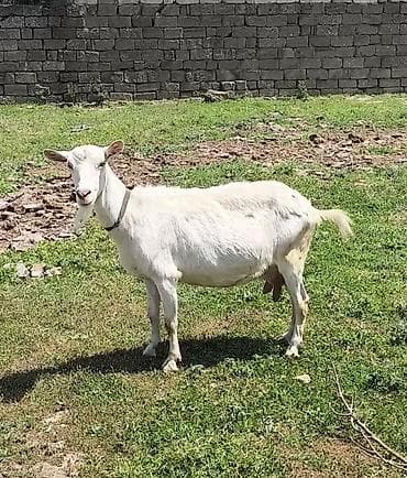 cəpişlər: Oxu Sonra Zəng Elə təmiz orginal Sani hal hazırda sağılır 3 litrə — 4