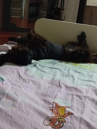 qoyun itləri: Pudel, 4 ay, Dişi — 2