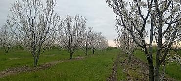 at satışı quba: 130 sot, Kənd təsərrüfatı, Mülkiyyətçi, Kupça (Çıxarış) — 2