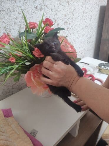 balaca pişik şəkilləri: Yaxşı əllərə — 4