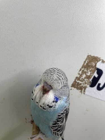 coban iti haqqinda melumat: Bülbül (dalmatin naxışlı, mavi-ağ rəng çaları) – əhliləşdirilmiş — 11