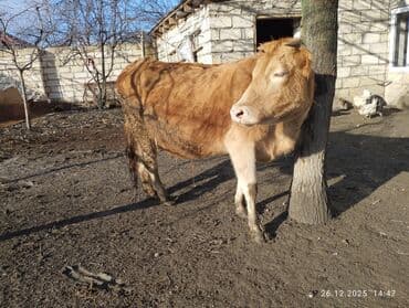 Куры: 4 Qarına 8 aylıq bogazdi sakit fağir Maldi tezə doğanda 10 litr süd — 3