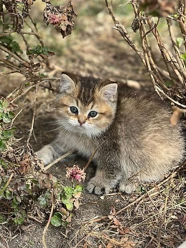 pişik 1 azn: Şotland — 5