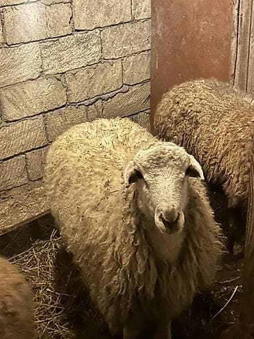 mal satisi: 10 ayliq erkek quzu satilir 42 43 kq cekisi var — 2