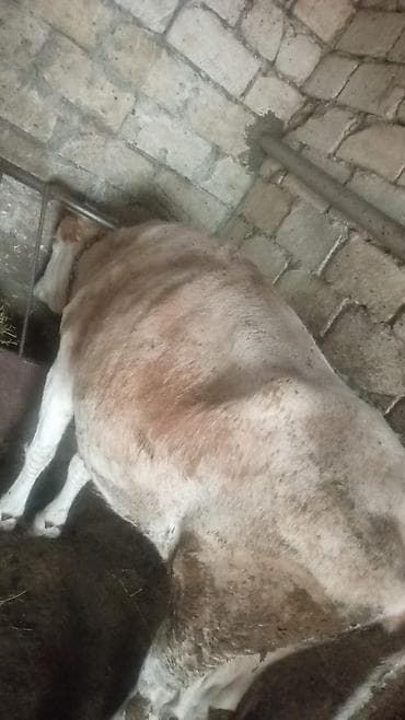 jersey inek: Satılır: inək (şəkillərdə) - Növ: inək, buynuzlu - Rəng: açıq — 3