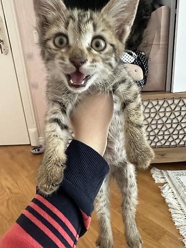 bildir: Tabbi, Yaxşı əllərə, Ünvandan götürmə — 4