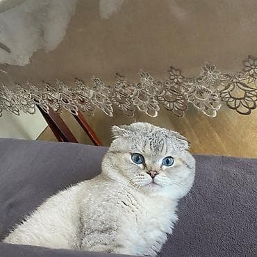 ucuz heyvanlar: Şotland yastı qulaq, Erkək, Cütləşmə üçün — 1