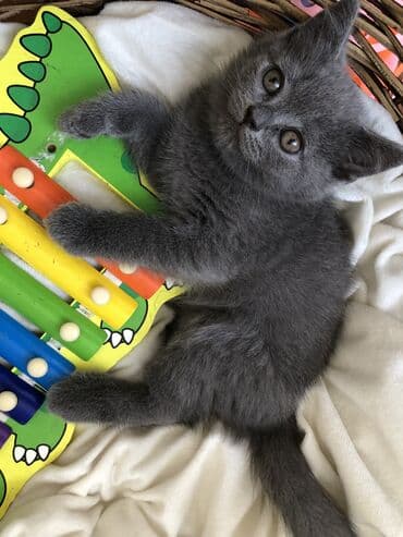 породистые котята даром: Шотландская, Самец, Самка, Самовывоз — 28