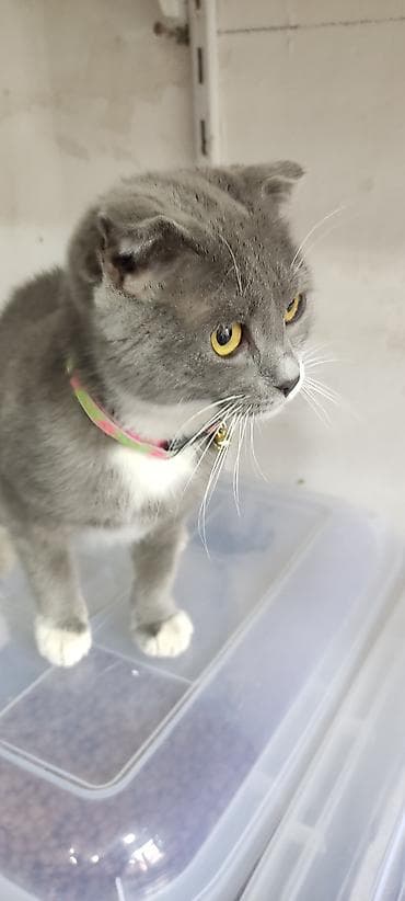 Şotland yastı qulaq, Yaxşı əllərə