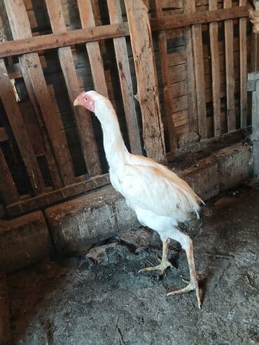 Akvariumlar: Ağ rəngli uzunboylu döyüş cinsi horoz. - Güclü, hündür quruluş, uzun — 1