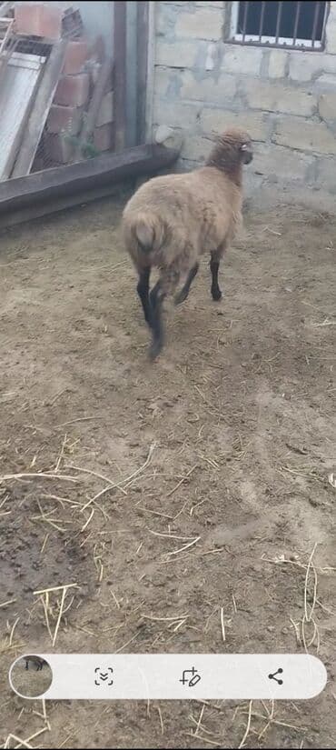 электрическая машинка для стрижки овец: Qurbanlig erkey quzudu diri çəksi 26 kilo — 3