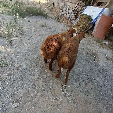 jersey cinsi: Salam hervaxdz xeyir iki baş sag Erkey saglmlk quzu satışa çıxdı — 6