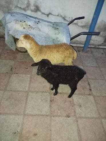 Qoyun və quzu satılır - Şəkildə iki baş heyvan görünür: biri açıq